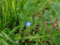 Veronica persica