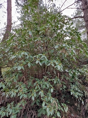 Rhododendron latoucheae
