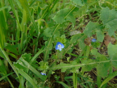 Veronica persica
