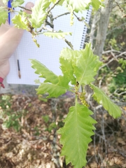 Quercus pauciradiata