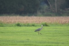 Ardea cinerea