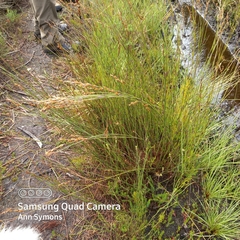 Platycaulos compressus