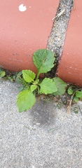 Cyanthillium cinereum