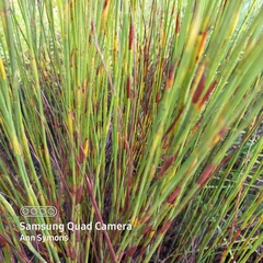 Platycaulos compressus