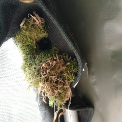 Troglodytes troglodytes