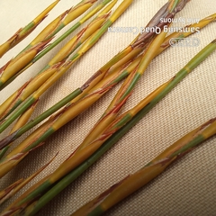 Platycaulos compressus