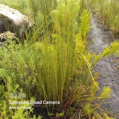 Platycaulos compressus