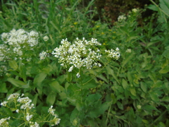 Lepidium draba