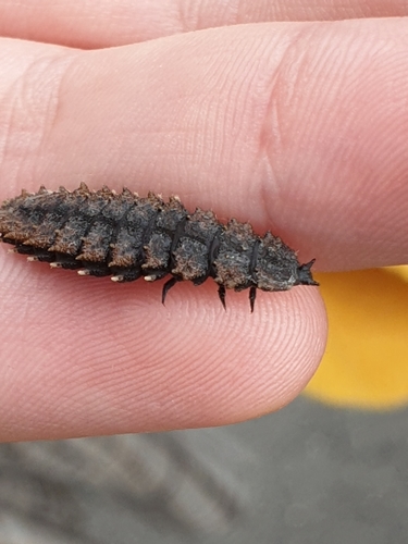 Long-nosed Lycid Beetle photo 3