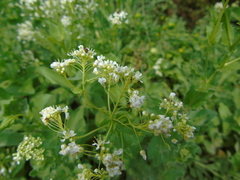 Lepidium draba