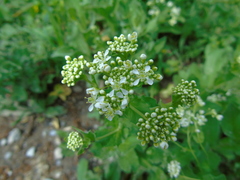 Lepidium draba