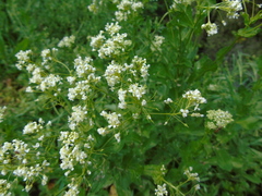 Lepidium draba
