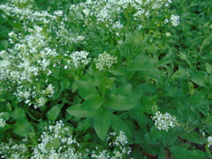 Lepidium draba