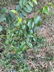 Eugenia biflora