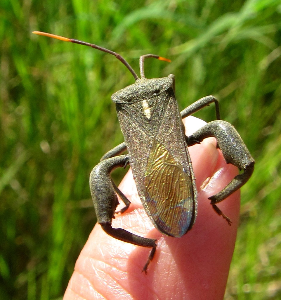 Anoplocnemis montandoni