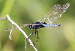 Urothemis edwardsii