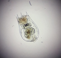 Brachionus calyciflorus