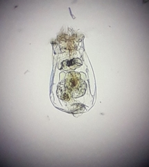 Brachionus calyciflorus