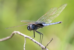 Urothemis edwardsii