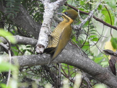 Piculus chrysochloros