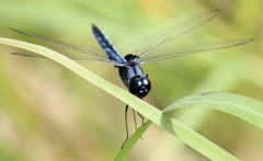 Urothemis edwardsii