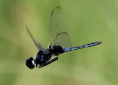 Urothemis edwardsii