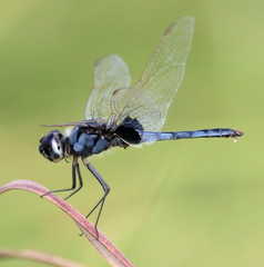 Urothemis edwardsii