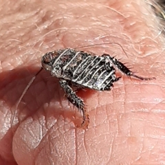 Temnopteryx phalerata