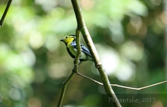 Machlolophus spilonotus