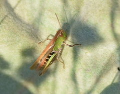 Chorthippus dichrous