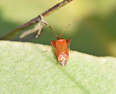 Adelphocoris vandalicus