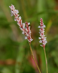 Persicaria madagascariensis