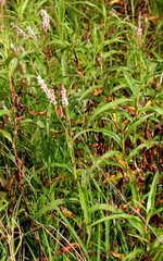 Persicaria madagascariensis