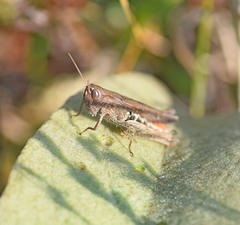 Chorthippus dichrous