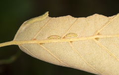 Macrodiplosis qoruca