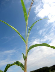Persicaria madagascariensis