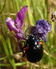 Chrysolina gypsophilae