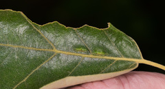 Macrodiplosis qoruca