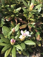 Rhododendron
