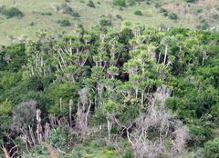 Euphorbia triangularis