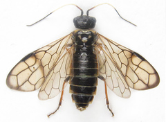 Cephalcia alpina
