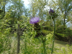 Silybum marianum