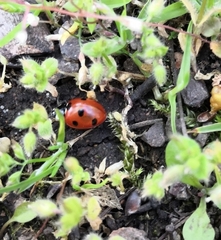 Coccinella septempunctata