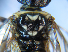 Cephalcia alpina