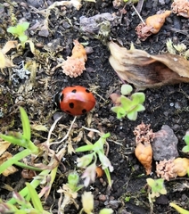Coccinella septempunctata