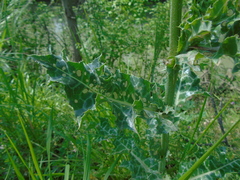 Silybum marianum