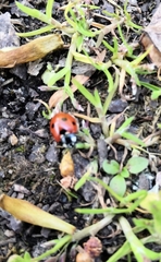 Coccinella septempunctata