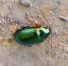 Crepidodera fulvicornis