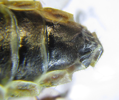 Cephalcia alpina