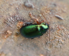 Crepidodera fulvicornis